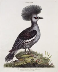 Grand Pigeon Indien à Crête
